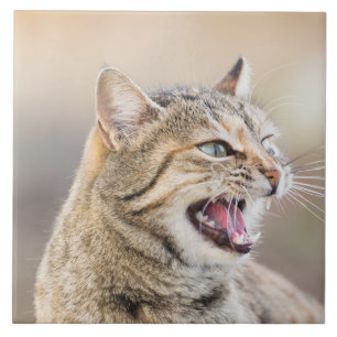 Beautiful cat tile