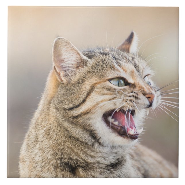 Beautiful cat tile (Front)