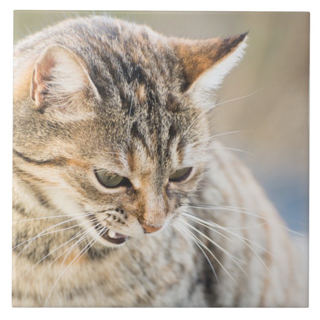 Beautiful cat tile (Front)