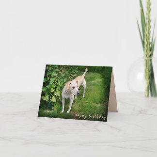Beautiful Catahoula Dog Folded Greeting Card