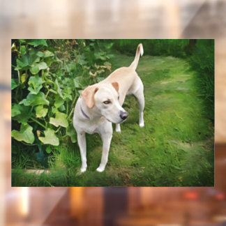 Beautiful Catahoula Leopard Dog Window Cling