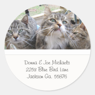 Beautiful Cats Address Labels