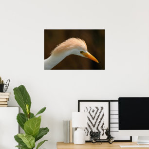 Beautiful cattle egret bird poster