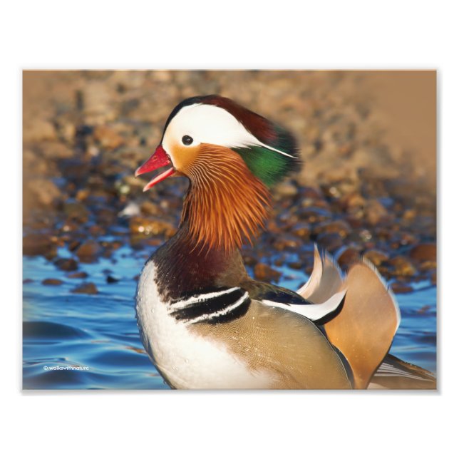 Beautiful Chatty Mandarin Duck at the Pond Photo Print (Front)