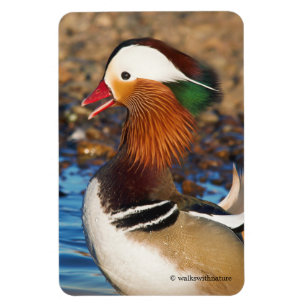 Beautiful Chatty Mandarin Duck on the Rocks Magnet