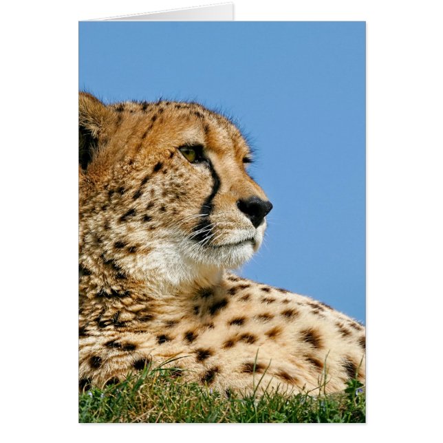 Beautiful Cheetah (Front)