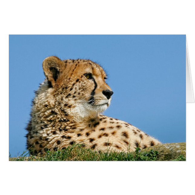 Beautiful Cheetah (Front Horizontal)
