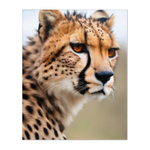 Beautiful Cheetah