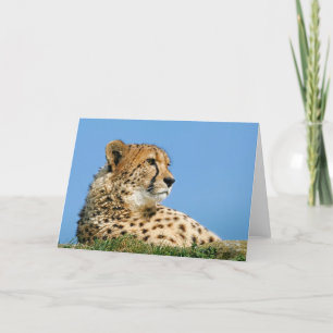 Beautiful Cheetah - Greeting Card. Card