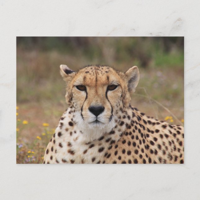 Beautiful cheetah portrait postcard (Front)