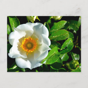 Beautiful Cherokee Rose Postcard