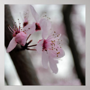 Beautiful Cherry Blossom Flowers Poster