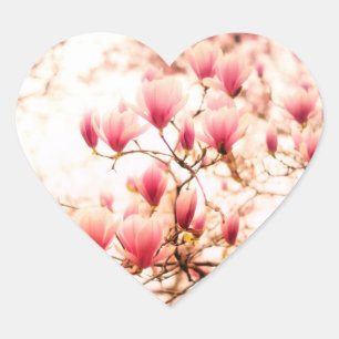 Beautiful Cherry Blossoms - Central Park Heart Sticker