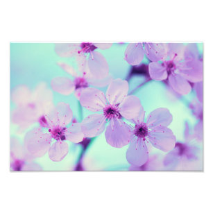 Beautiful Cherry Blossoms On Branch In Full Bloom Photo Print