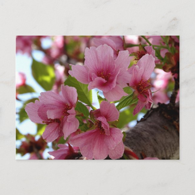 Beautiful Cherry Blossoms Photo Custom Postcard (Front)
