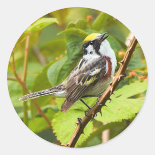 Beautiful Chestnut-Sided Warbler on a Branch Classic Round Sticker