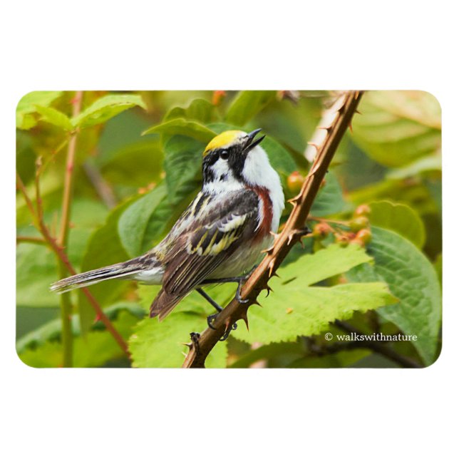 Beautiful Chestnut-Sided Warbler on a Branch Magnet (Horizontal)