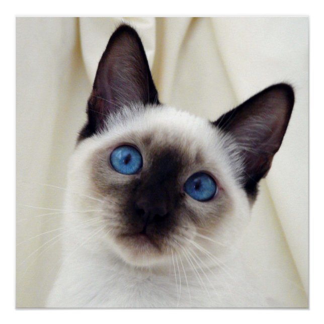 Beautiful Chic Sweet Pet Siamese Kitten Cat Poster (Front)