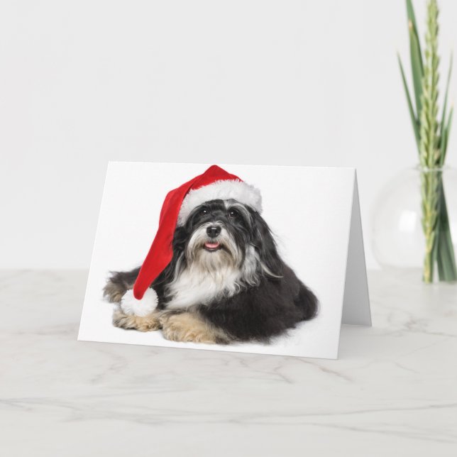 Beautiful Christmas Havanese Dog With Santa Hat Holiday Card (Front)