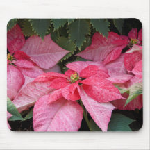 Beautiful Christmas Poinsettia Photo