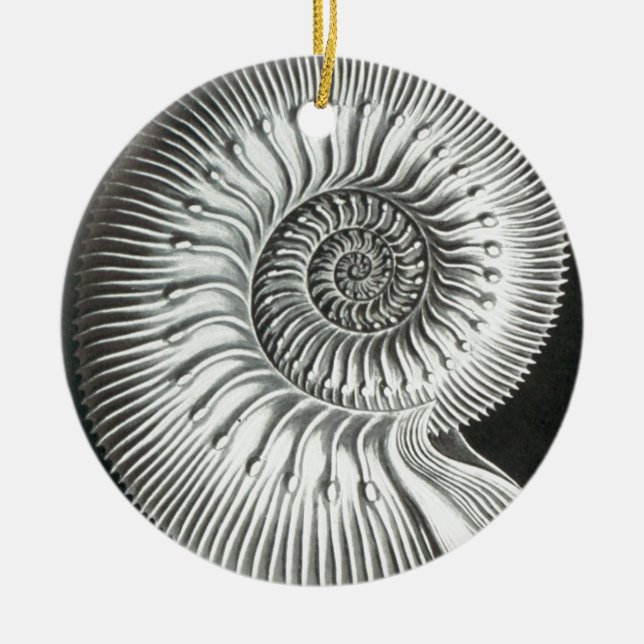 Beautiful close up ammonite picture design ceramic tree decoration (Front)
