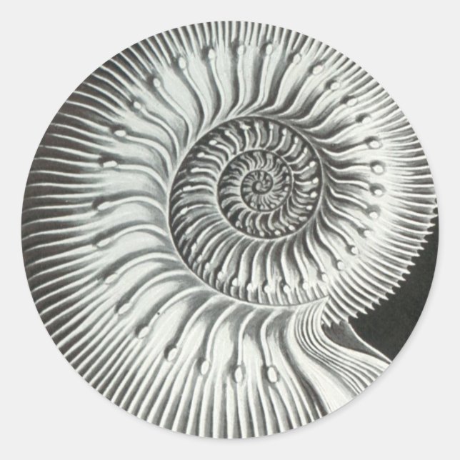 Beautiful close up ammonite picture design classic round sticker (Front)