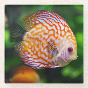 Beautiful Close-Up of a Discus Fish Glass Coaster