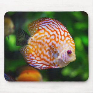 Beautiful Close-Up of a Discus Fish Mouse Mat