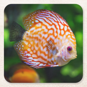 Beautiful Close-Up of a Discus Fish Square Paper Coaster