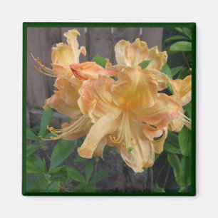 Beautiful Close-up of Daylilly Magnet