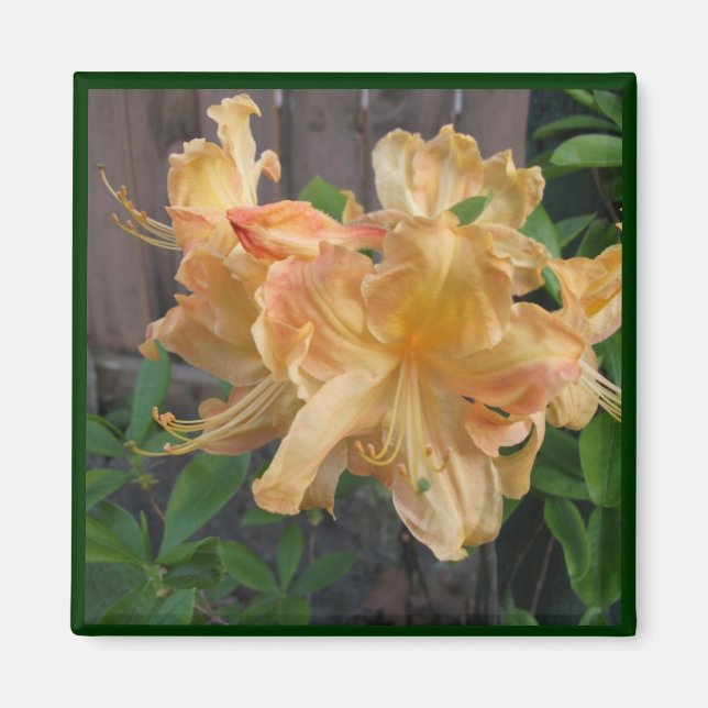 Beautiful Close-up of Daylilly Magnet (Front)