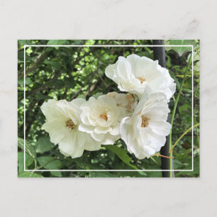 Beautiful Cluster White Roses Chic Floral Postcard