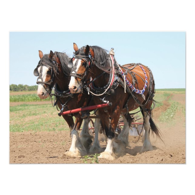 Beautiful clydesdale horses ploughing photo print (Front)