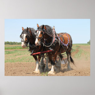 Beautiful clydesdale horses ploughing poster