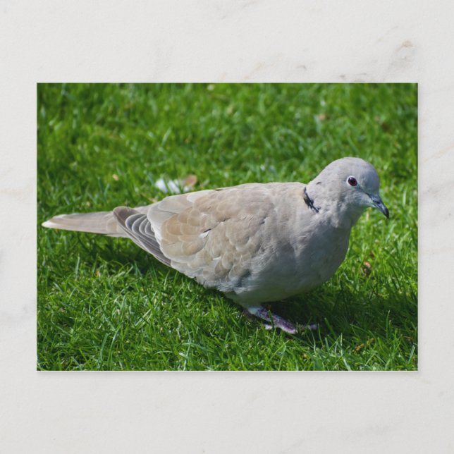 Beautiful Collared Dove  Postcard (Front)