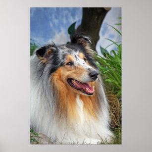 Beautiful Collie dog blue merle poster, print