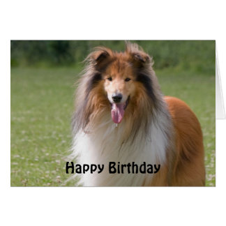 Rough Collie Cards & Invitations | Zazzle.co.uk