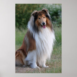 Beautiful Collie dog portrait poster, print, gift Poster