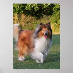 Beautiful Collie dog portrait poster, print, gift Poster