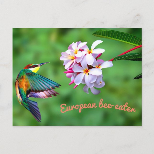 Beautiful Colourful Bird Flowers Postcard (Front)