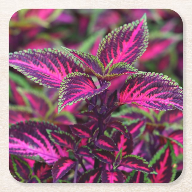 Beautiful Colourful Coleus Leaves Square Paper Coaster (Front)