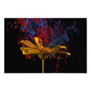 Beautiful Colourful Daisy Photo Print