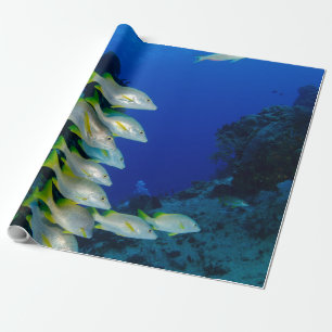 Beautiful Colourful Fishes Best gift for sea lif Wrapping Paper