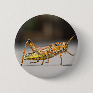 Beautiful colourful grasshopper in close-up 6 cm round badge