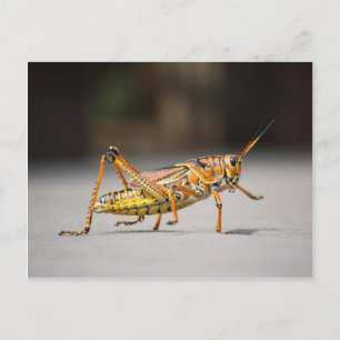Beautiful colourful grasshopper in close-up postcard