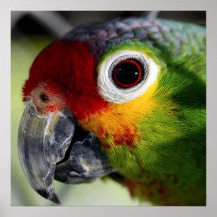 Beautiful colourful parrot portrait poster