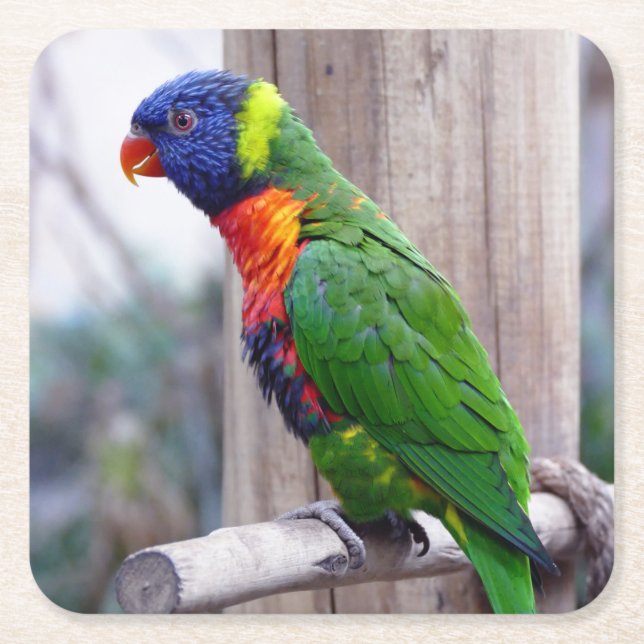 Beautiful & Colourful Parrot Square Paper Coaster (Front)