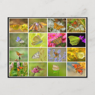 Beautiful colourful peacock butterfly collage postcard