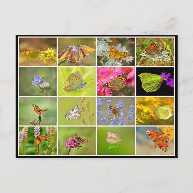 Beautiful colourful peacock butterfly collage postcard (Front)