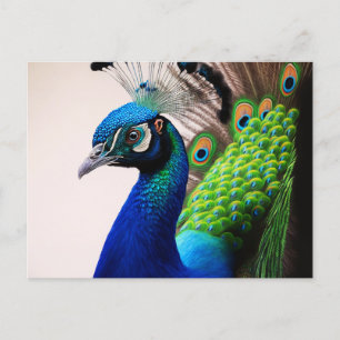 Beautiful Colourful Peacock Peafowl Bird Wildlife Postcard